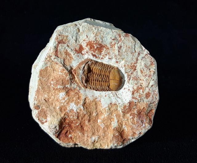 Ductina vietnamica (MAKSIMOVA 1965) - Bild © FossNet FossilienStore